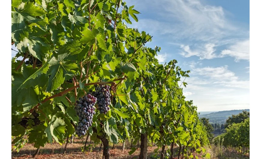 A Liebherr mindent tud a borokról